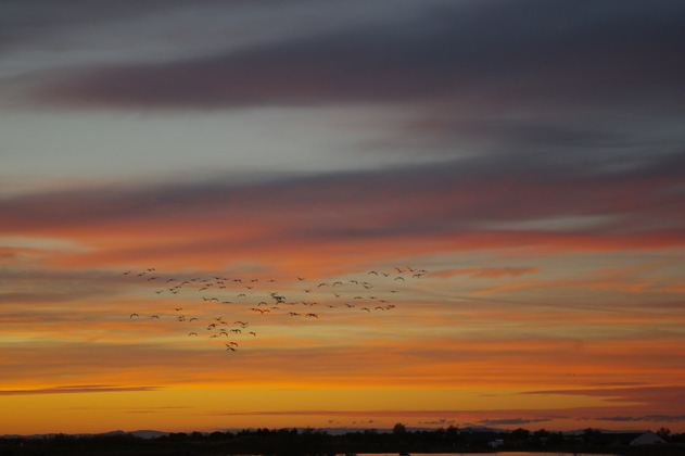 incentive Camargue